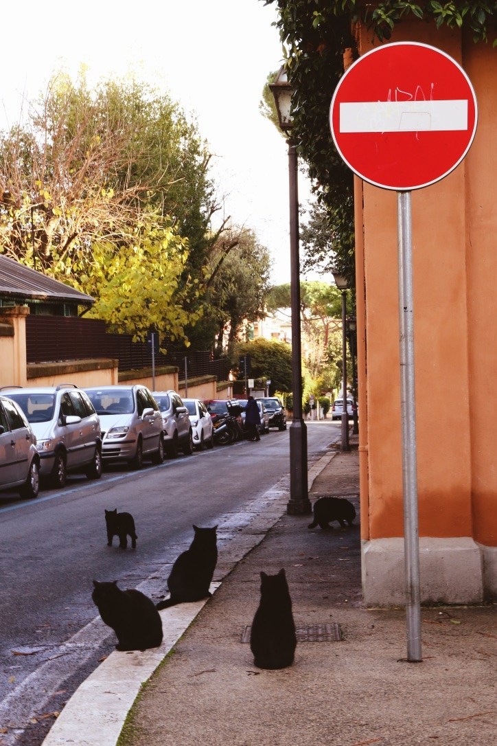 Rome Black Cats on Aventine Hill